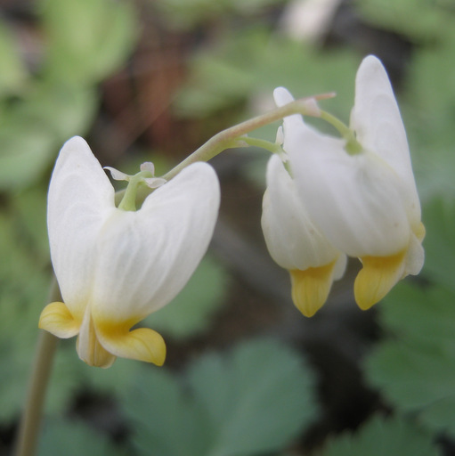 Dicentra cucullaria - Click Image to Close